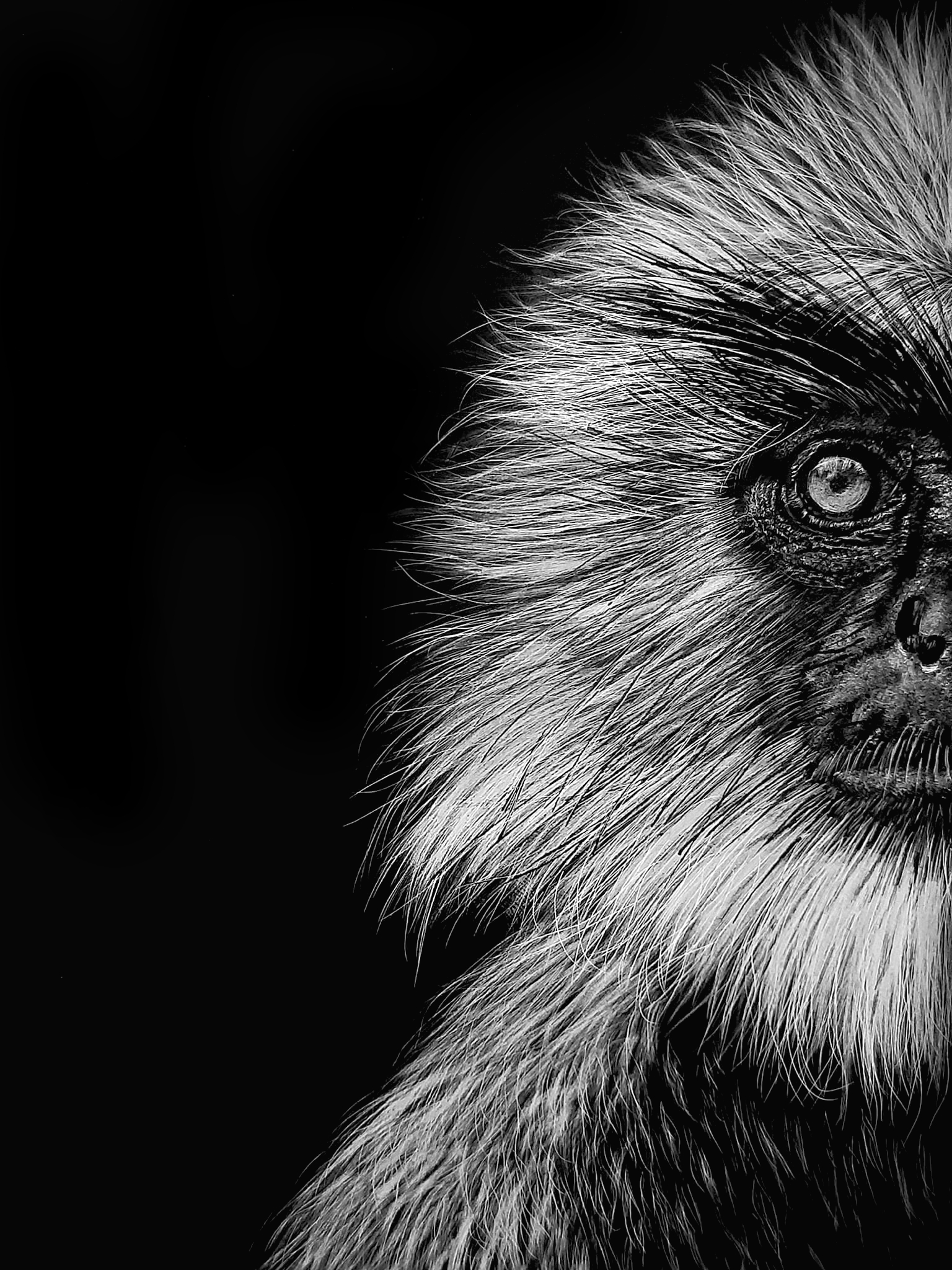 1st place - Grumpy Monkey- Laura ONeil