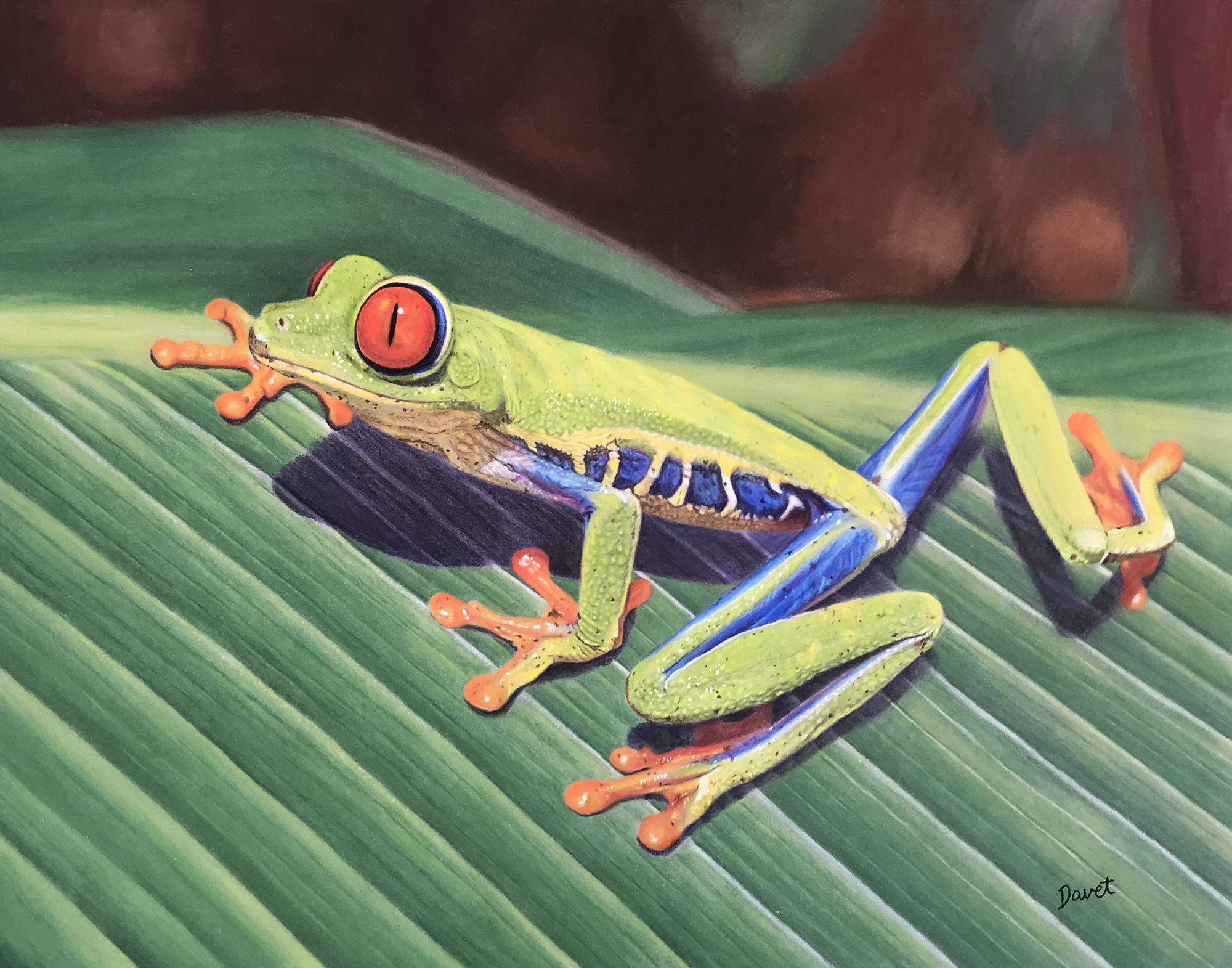 2nd Place Bridget Davet_Red-eyed Tree Frog_pastels