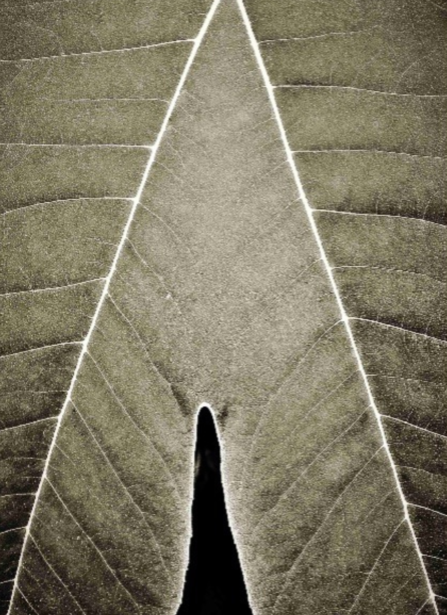 2nd place Adam Wilson - Fig Leaf