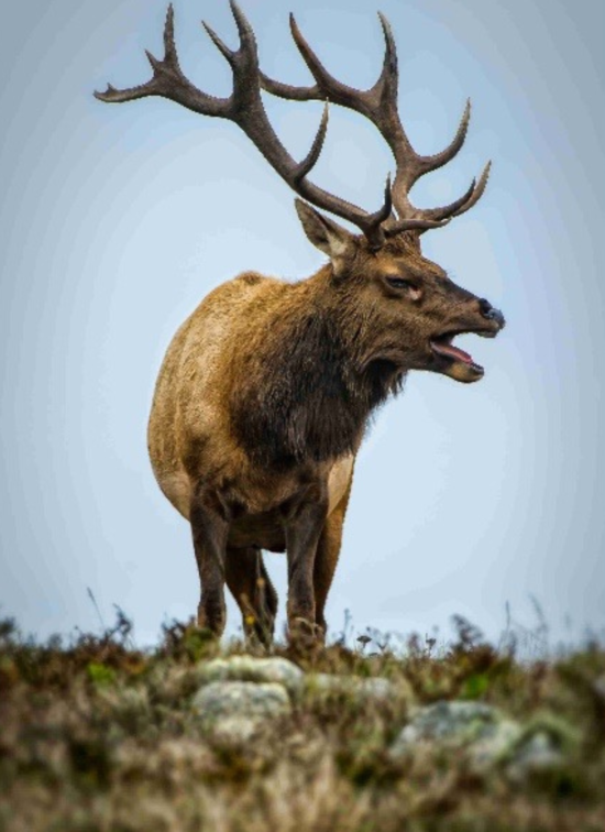 Dennis Ariza - Bull Elk Honorable Mention