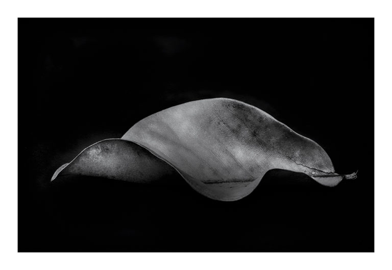 HM Robert Brummitt Leaf #2 2023 Photography