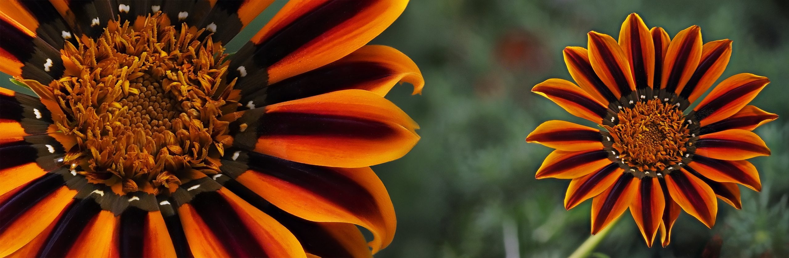Jeanne Schlesinger - "Treasure Flower_Hummingbird and Human View" - Macro Photography, https://jeanneschlesinger.com