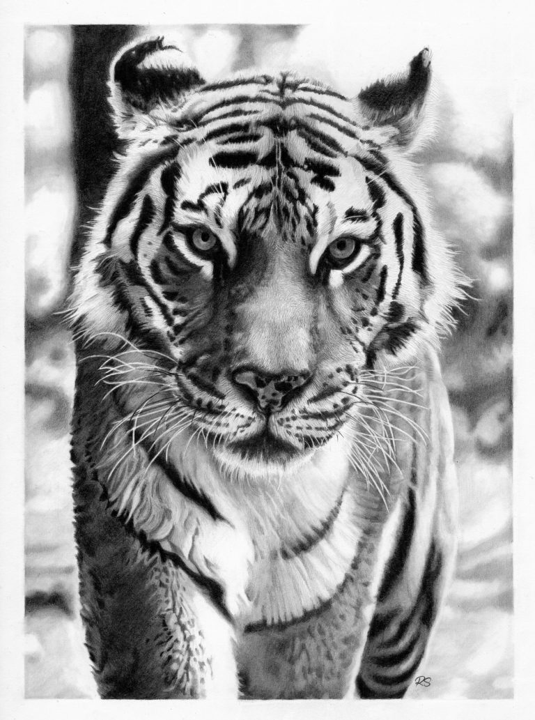 Graphite drawing of endangered Tiger by Ratna Sari. Grand Prize Winners of the Blu Sky Artist Award at Ten Moir Gallery