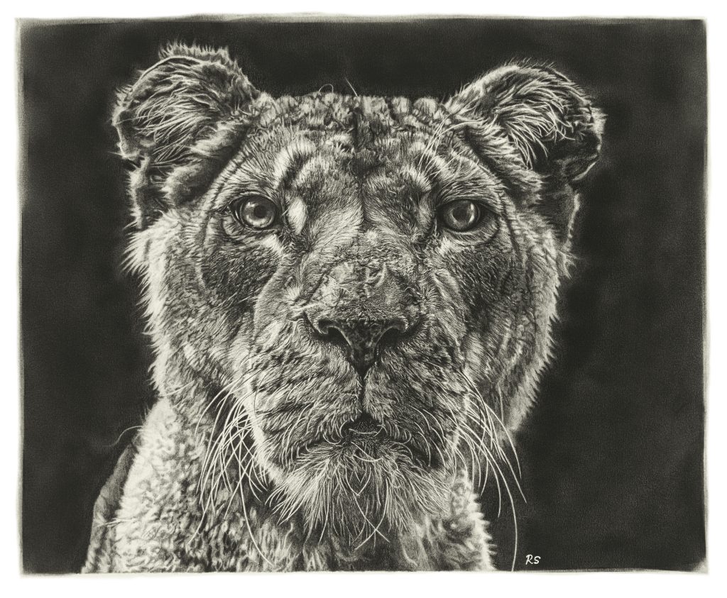 Graphite drawing of endangered Lion by Ratna Sari. Grand Prize Winners of the Blu Sky Artist Award at Ten Moir Gallery