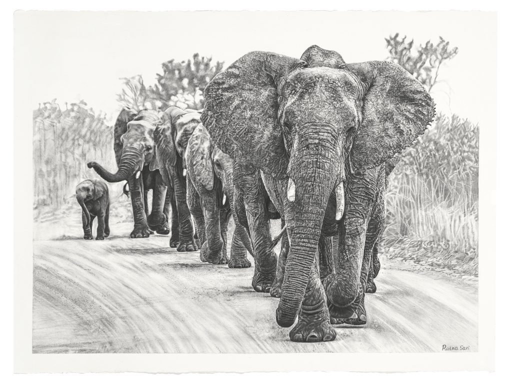 Graphite drawing of endangered wildlife by Ratna Sari. Grand Prize Winners of the Blu Sky Artist Award at Ten Moir Gallery