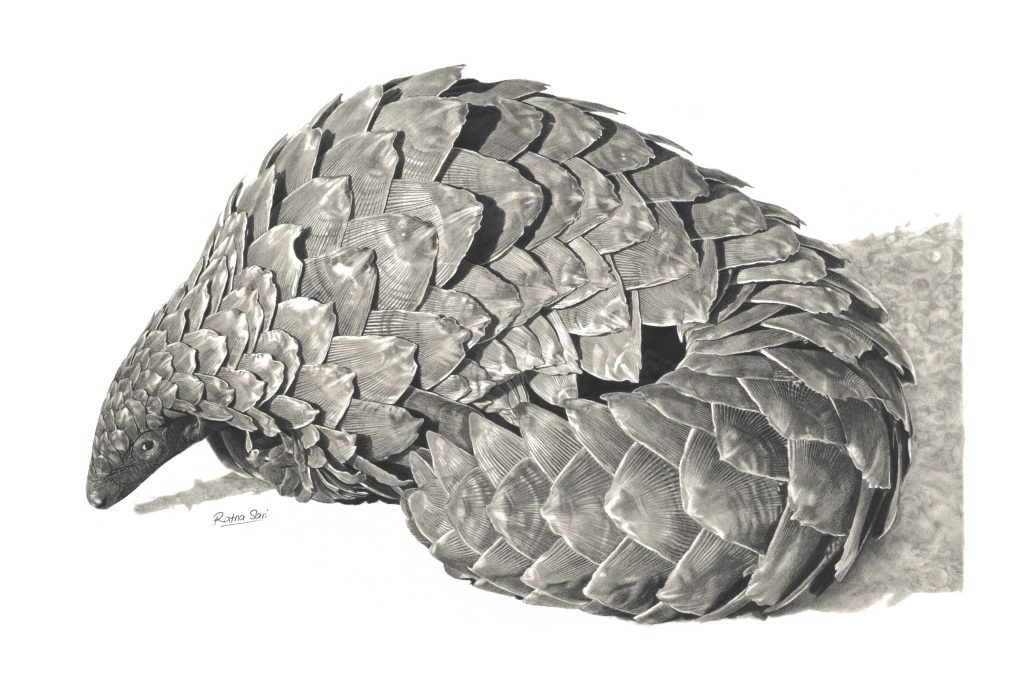 Graphite drawing of endangered reptile by Ratna Sari. Grand Prize Winners of the Blu Sky Artist Award at Ten Moir Gallery