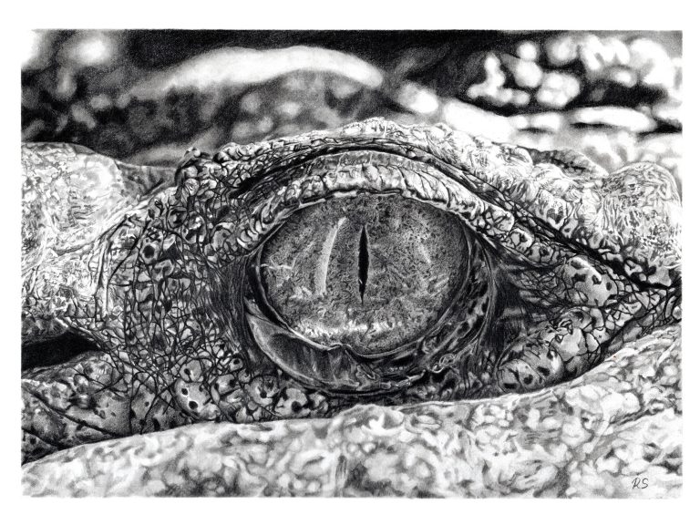 Graphite drawing of endangered reptile by Ratna Sari. Grand Prize Winners of the Blu Sky Artist Award at Ten Moir Gallery