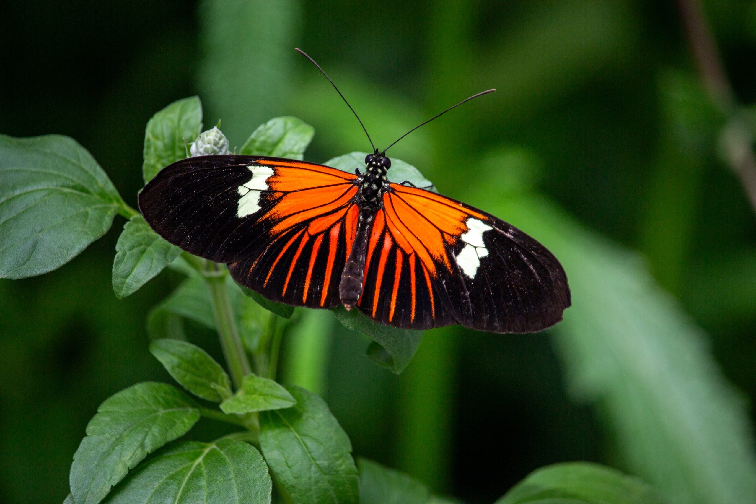 Anthony Moore - Resting Butterfly