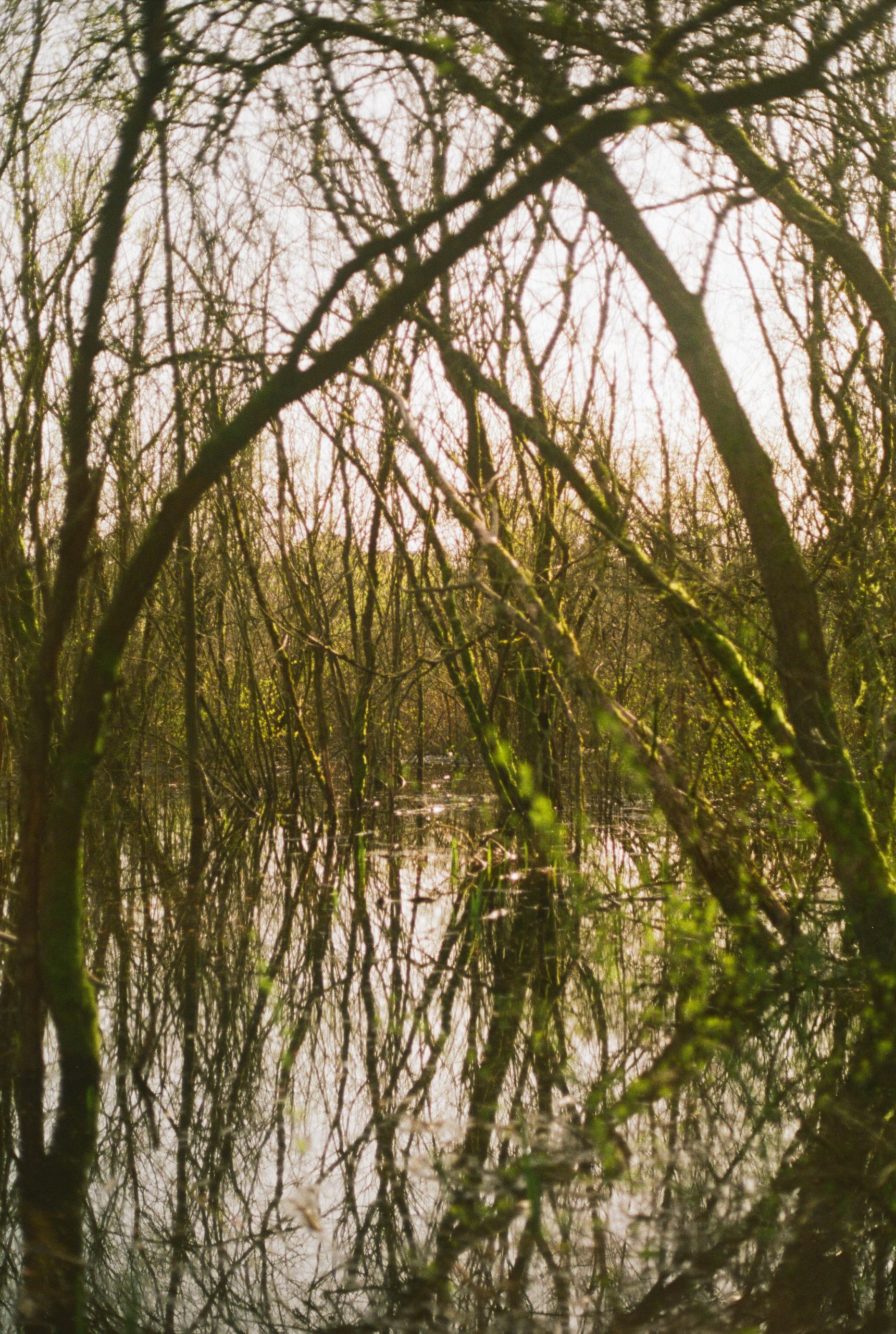 Jan Roma - Secret Forest