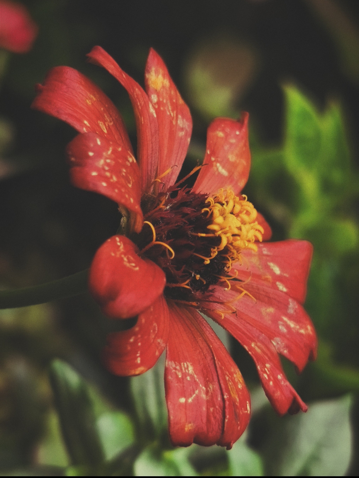 Jonas Alejandro Montecillo - Red Flower (September 8, 2025)