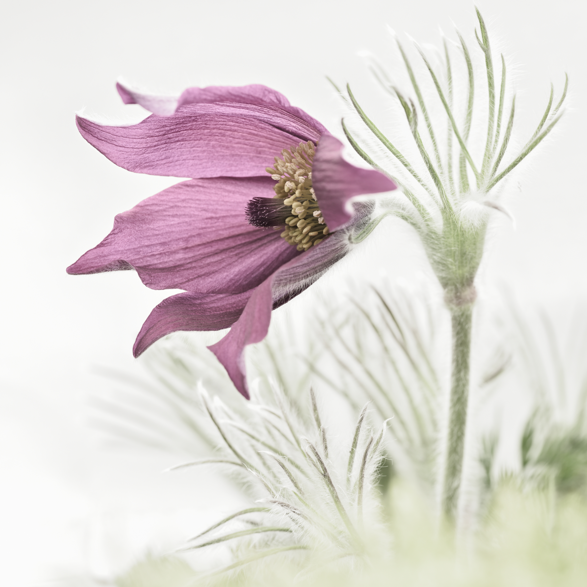 Oliver Lahrem - The Pasque Flower