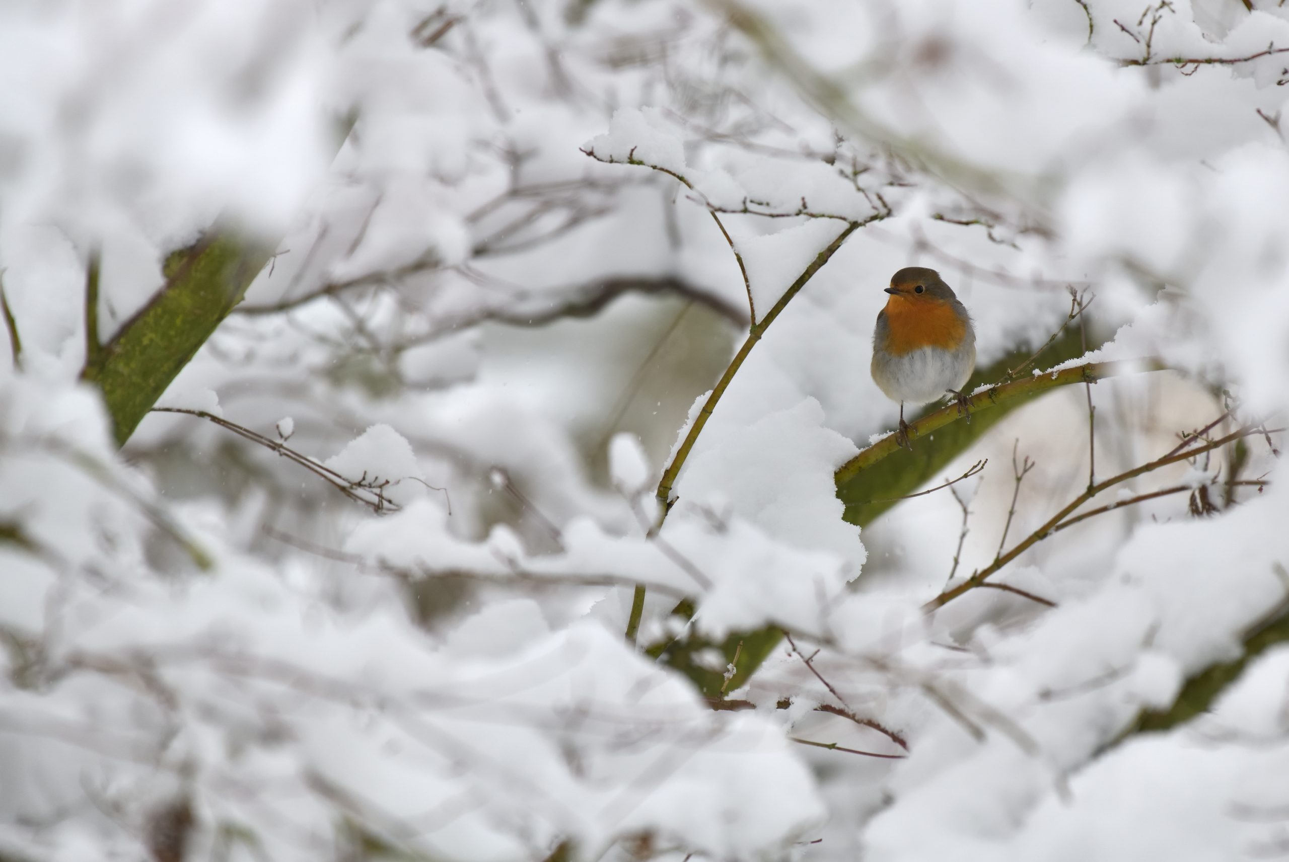 Oliver Lahrem - The Robin in The Winter Time