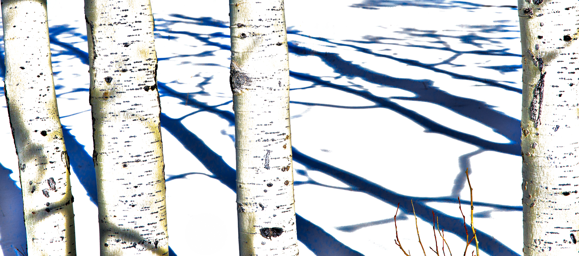 Robert DenUyl - Winter Calligraphy