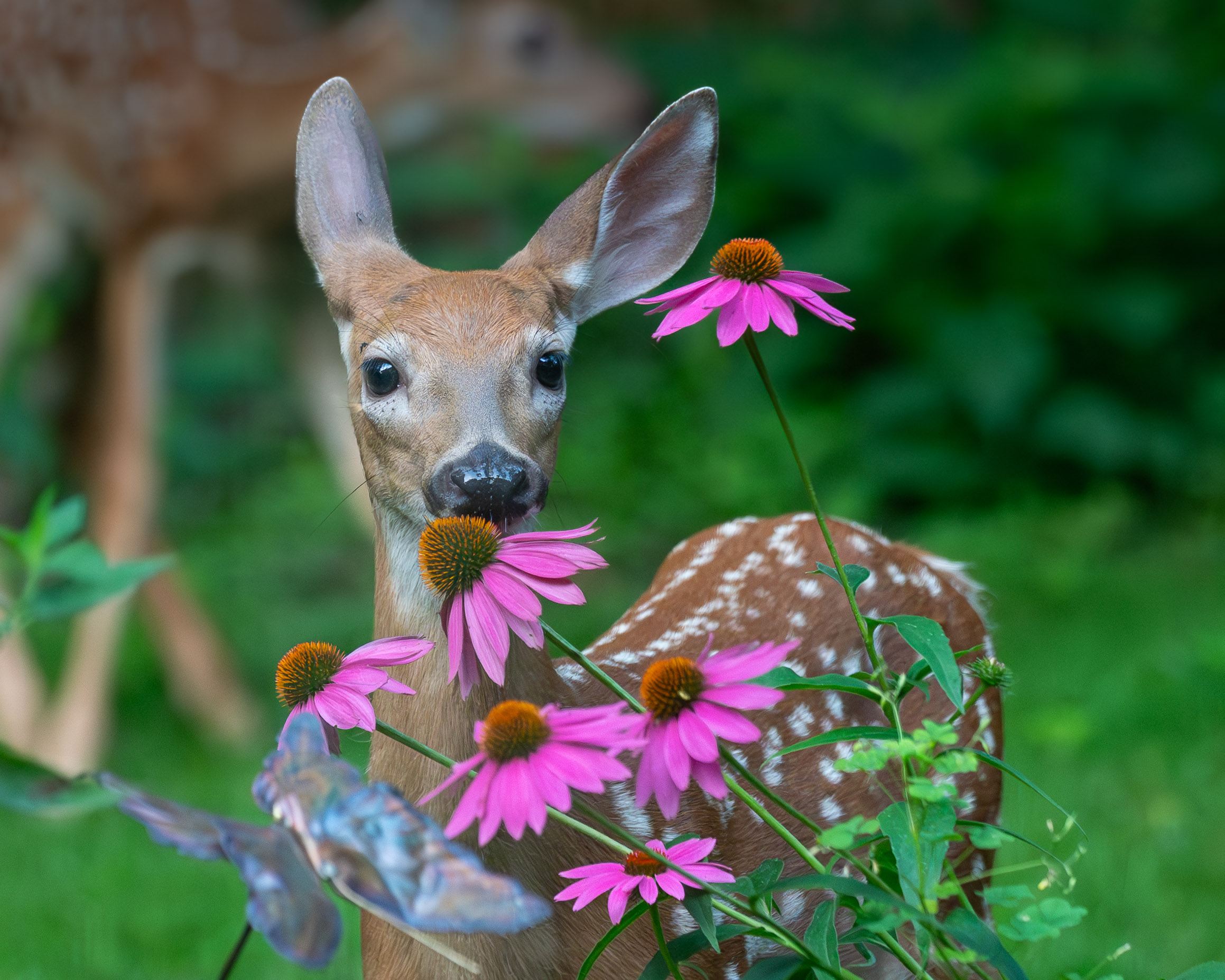 Suzanne Atkinson - Fawn stops to smell the coneflowers