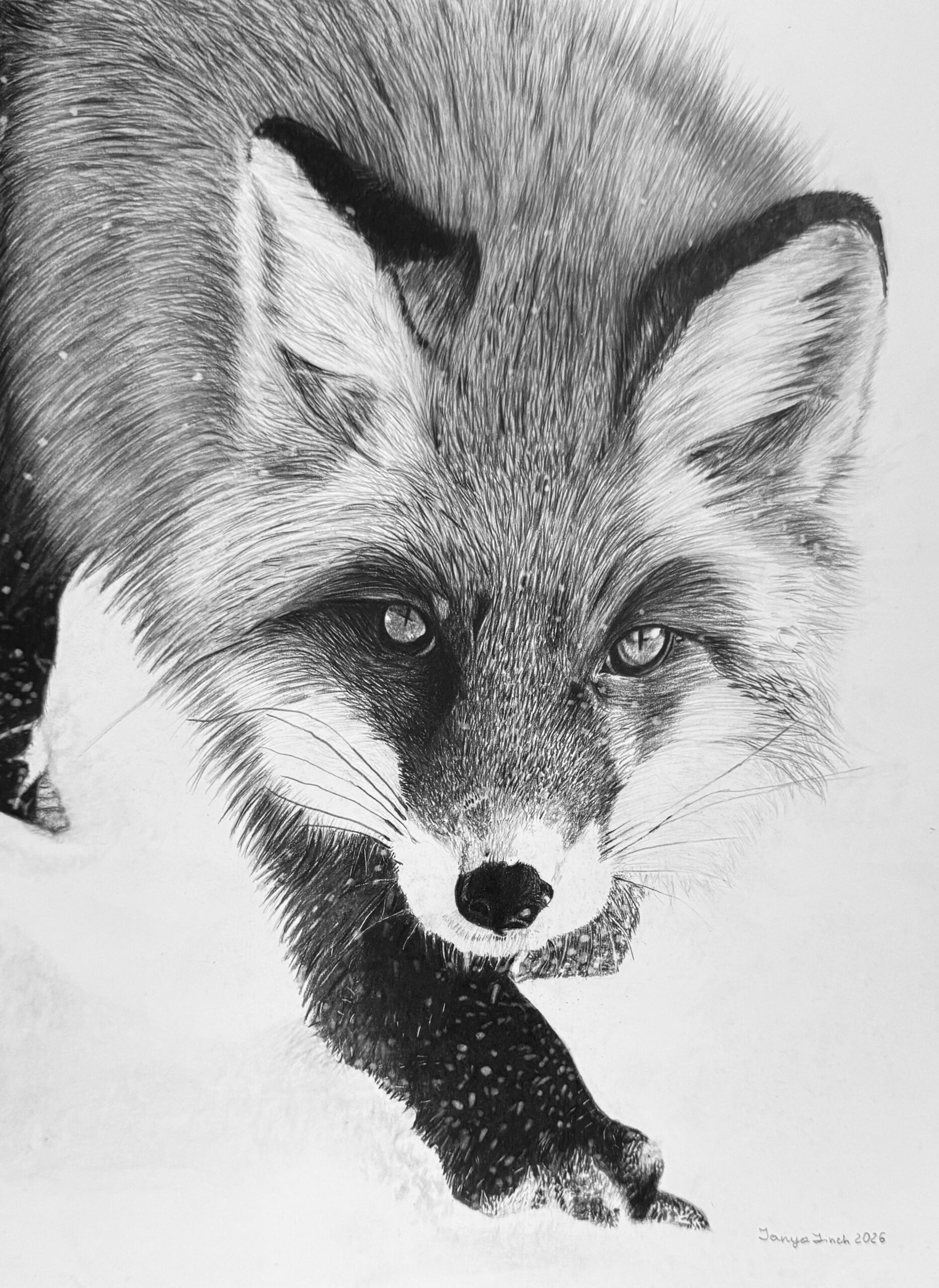 Tanya Finch - Forest Friend
