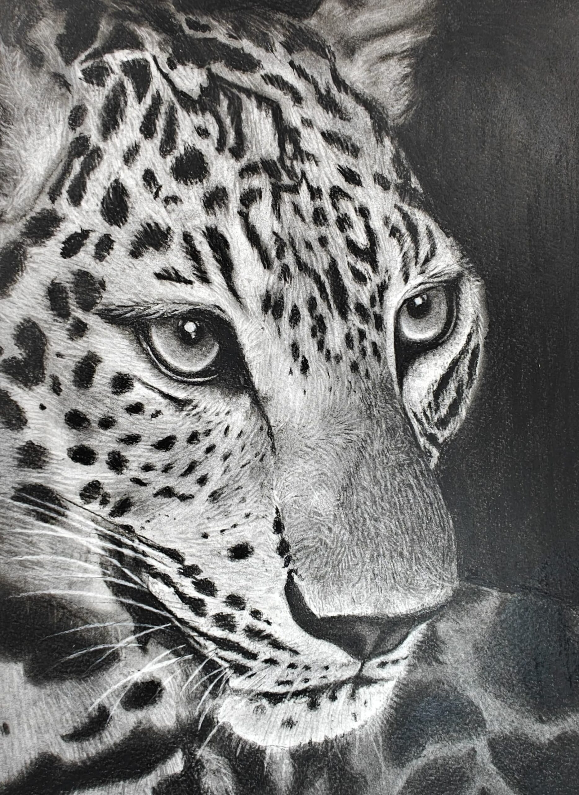 Chhavi Gupta - Wildcat Whisper