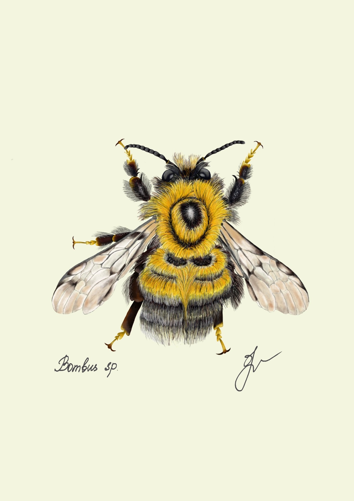 Fiurdelin - Bombus sp. - Bumblebee