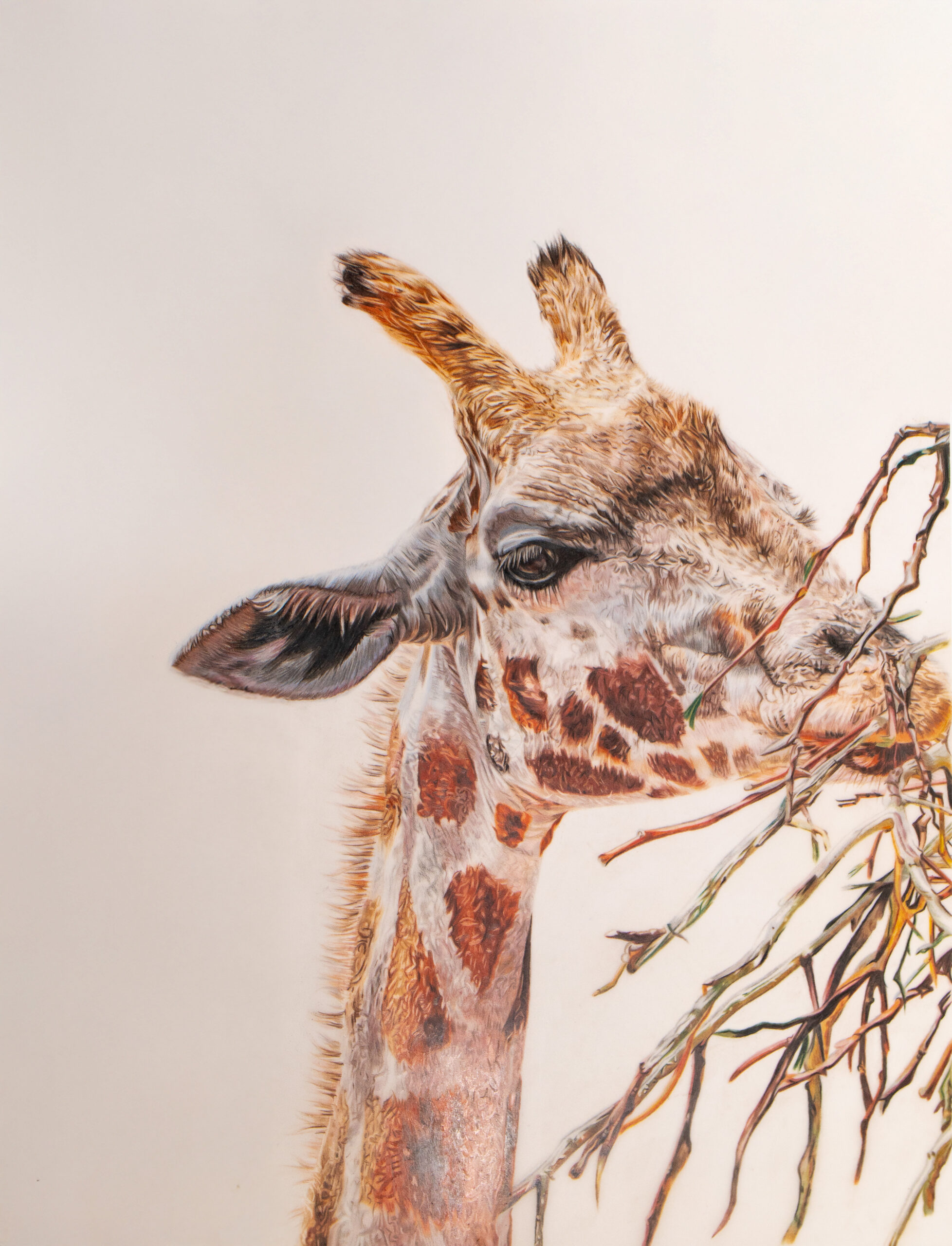 Jessica James - Monarto Zoo Giraffe