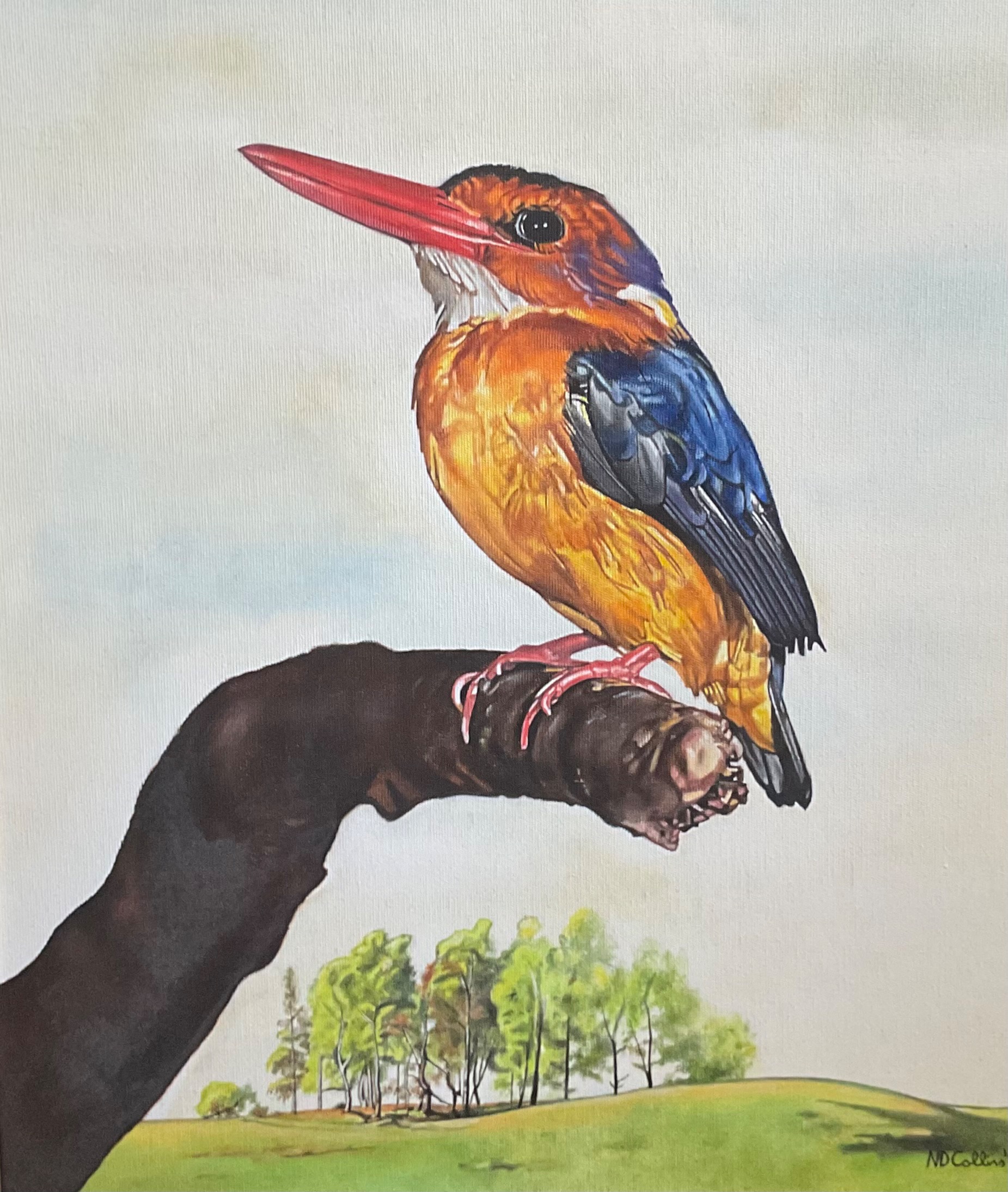 Nigel Collins - Kingfisher