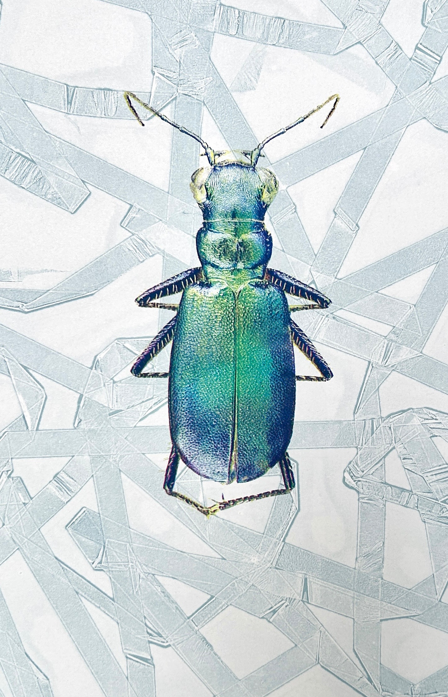 Shawn Solus - Cicindella ohlone