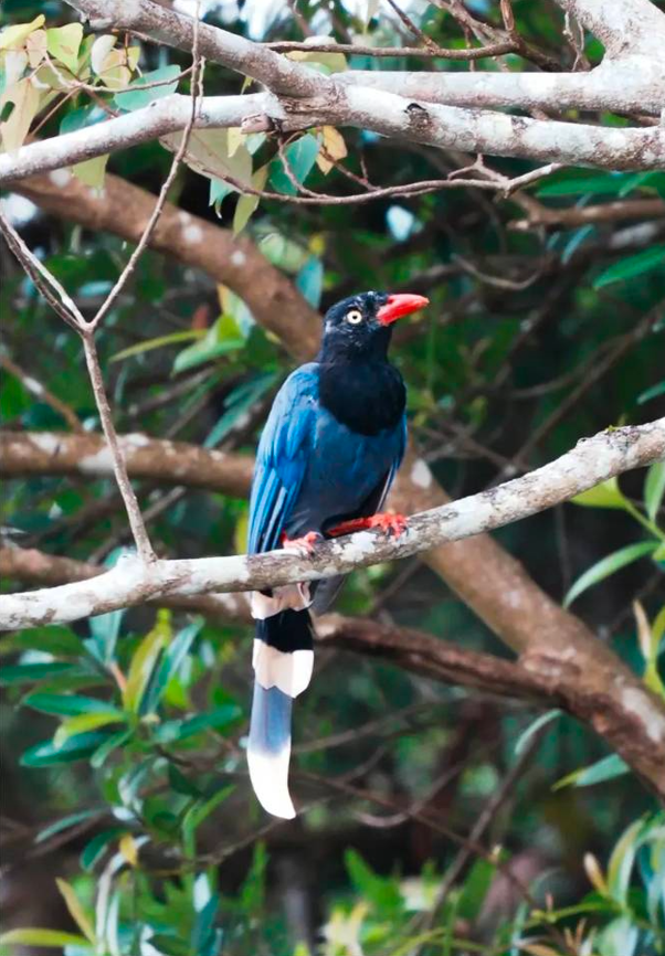 YU AN CHEN - Taiwan Blue Magpie