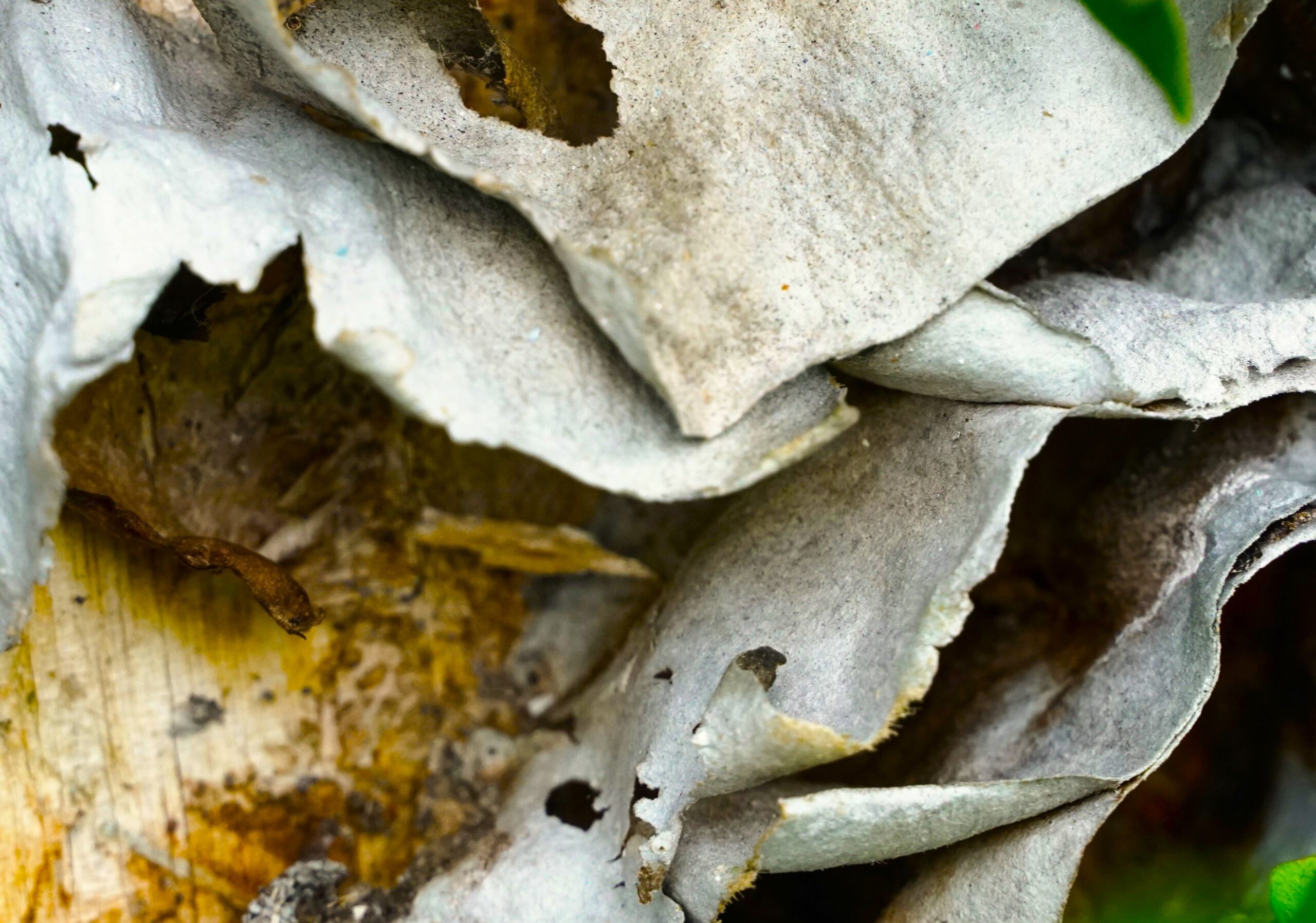 David Read - Folded Wood