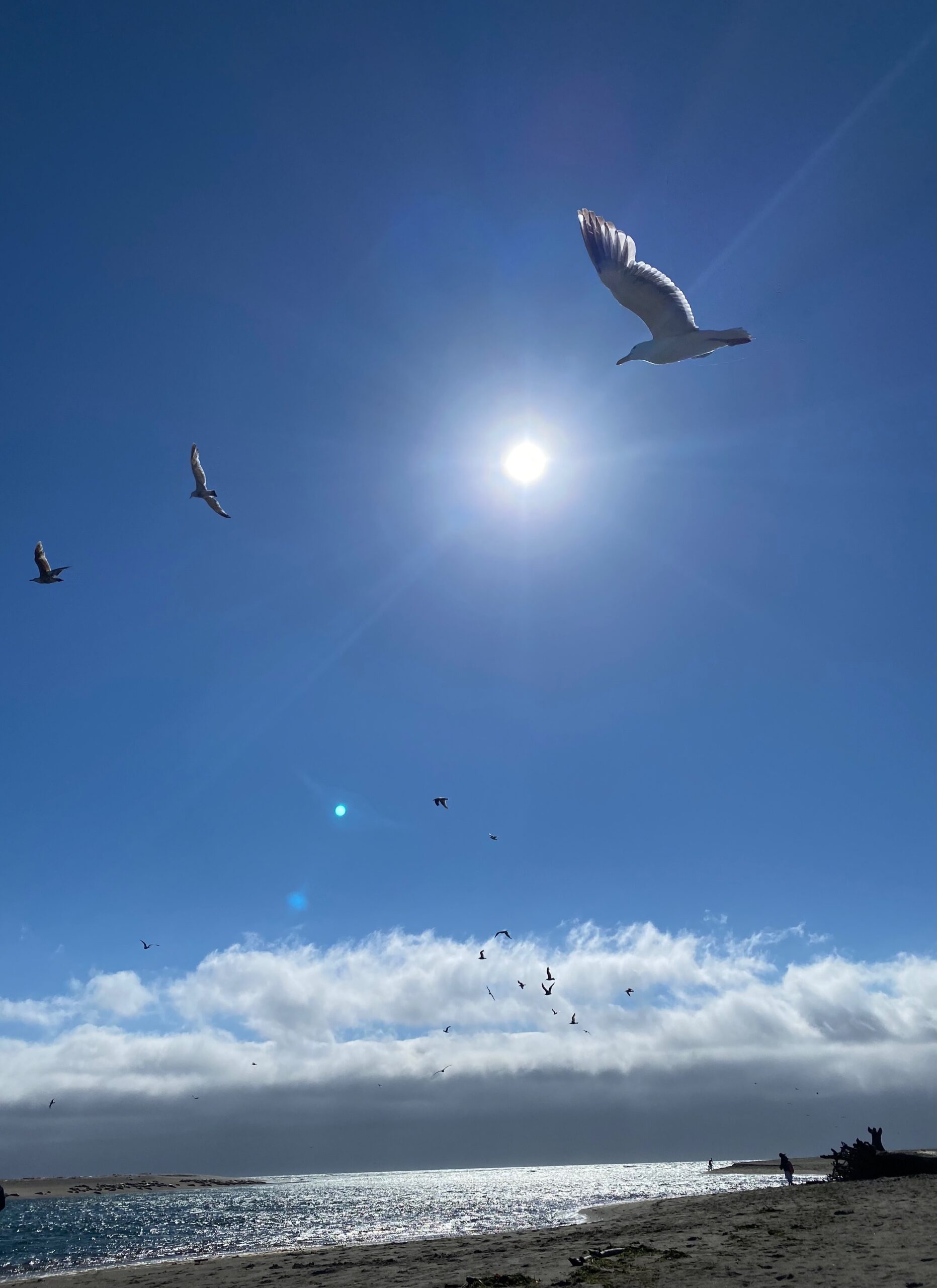 Tara Onder - Soar