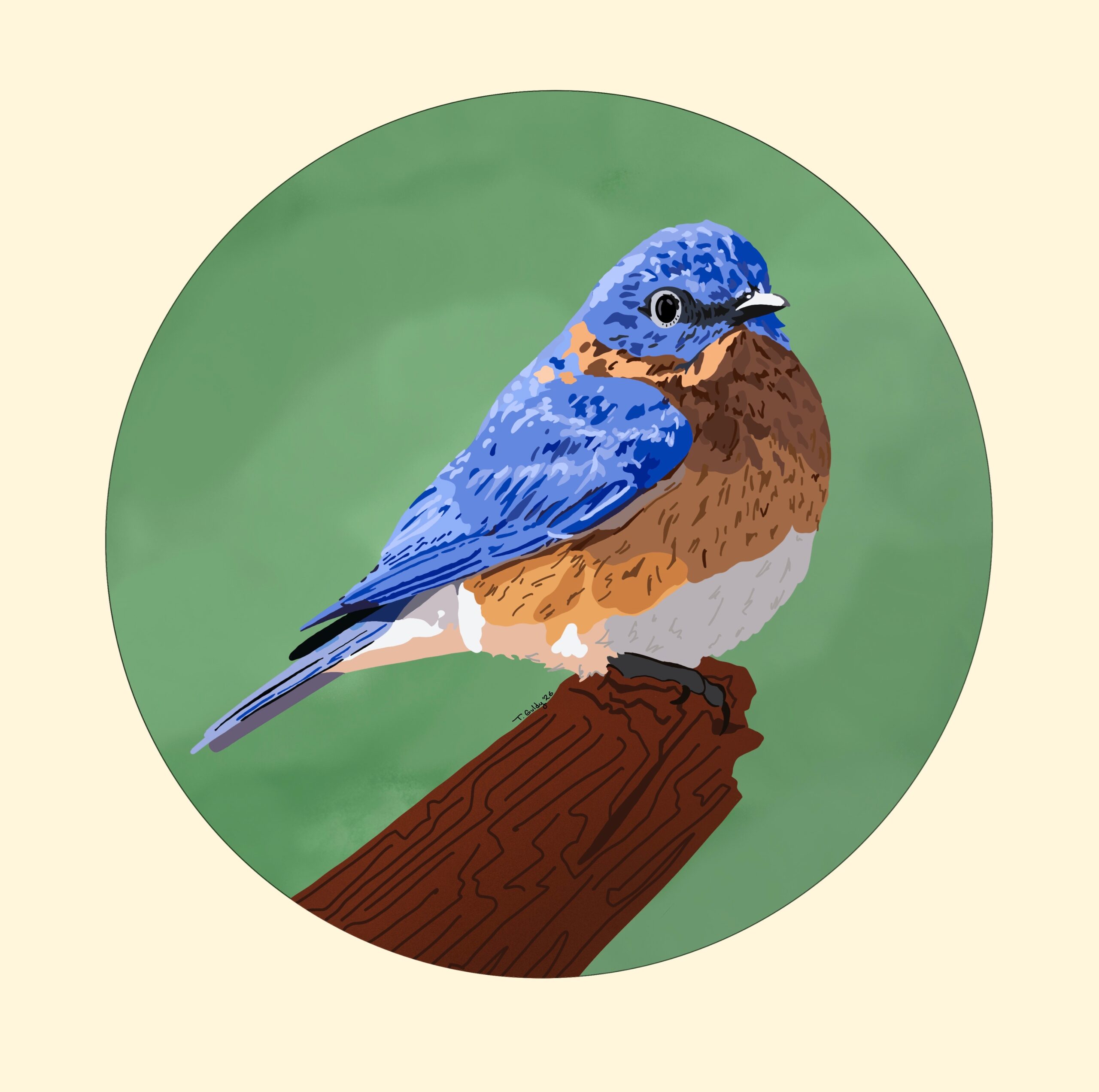 Tori Guldenstern - Eastern Bluebird