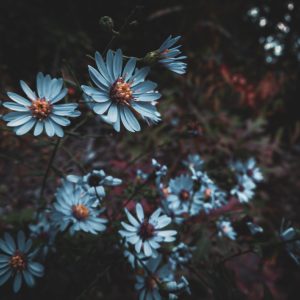 Breana England
Wild Aster
Photography
40
https://www.instagram.com/bre.ana.bread?igsh=MXhzeGY2c281eHhlNg== Breana England - Wild Aster