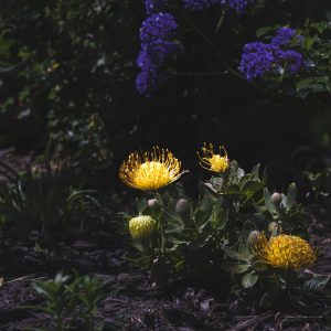 Photo, eddieshoots.com Eddie Espinoza - Forever Flower