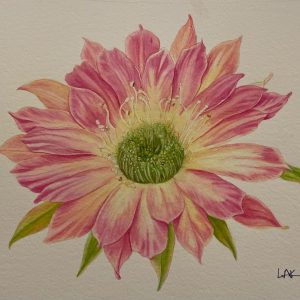 Laura Kvalheim
Fire Cactus
Watercolor
$200 USD
https://www.instagram.com/frankbrandgraphics/ Laura Kvalheim - FireCactus