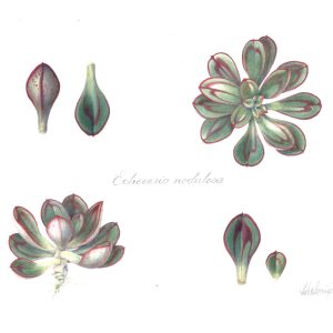 Colored pencil, $400, https://www.instagram.com/h2illustrate/#