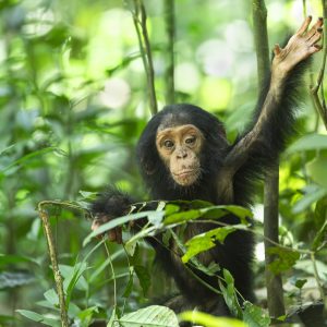 Photography, $1,200, https://www.jengoldmanartworks.com/ Jen Goldman - A Chimp in Bloom
