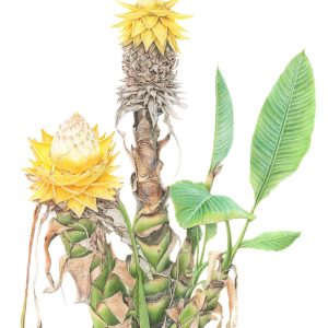 Juyeon Choi
Golden Lotus Banana
Watercolor pencils on paper
5700 USD https://www.instagram.com/vivid8740508?igsh=bXQzOWk2dHYyaWJt&utm_source=qr Juyeon Choi Golden Lotus Banana