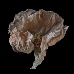 Magdalene Marx
Poppy In Motion Photography
3800
https://www.abohemialife.com/ Magdalene Marx - Poppy In Motion