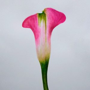 Watercolours on paper, 385, https://www.instagram.com/sofiarein_art/