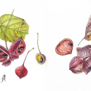 Anastasia Maximova
Gift of Life
Watercolour
$1,300
https://www.maximumbotanicalart.com/ Anastasia Maximova - Gift of Life