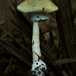 Recycled paper, glutinous rice glue, ink, https://www.lichenlands.art/