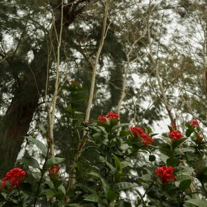DSLR photography, $150, https://www.instagram.com/rk.sunny_/ Renee Klemm - "Red Flowers," 2024