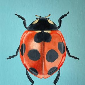 Elizabeth Tracey - Ladybug, acrylic and pencil