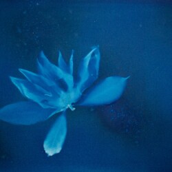 Becky Brinkley - Cyanotype Magnolia