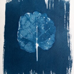 Carolina Agudelo - Title: Impermanence / Medium: Cyanotype