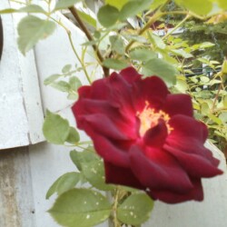 Cathleen Corliss - At #5 - photograph