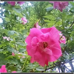Cathleen Corliss - Two weeks every Vermont summer- photograph