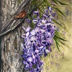 Cathy Boytos - Wisteria in the Shadows