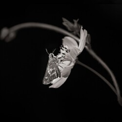 Danielle Angell - Love Connection - Photography