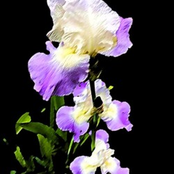 David Summerfield - IRIS - Digital Artistic Photograph