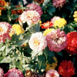 Dorianne Smith - Zinnia Family
