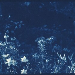 Emily Hensley Whitman - "Waucoma Creek Garden", cyanotype