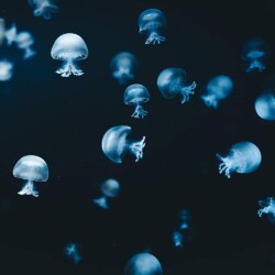 Eva Daučíková - Jellyfishes